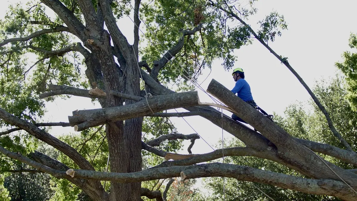 Professional Crown Thinning performed by certified arborists in Milton